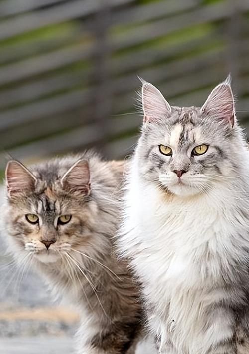 养护缅因猫的必备技巧（从食谱到日常护理，这些关键点让你成为专业缅因猫父母）