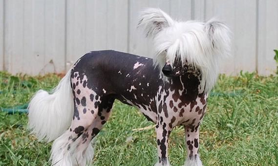 如何科学搭配中国冠毛犬幼犬的营养（全面解析中国冠毛犬幼犬的营养需求和搭配技巧）