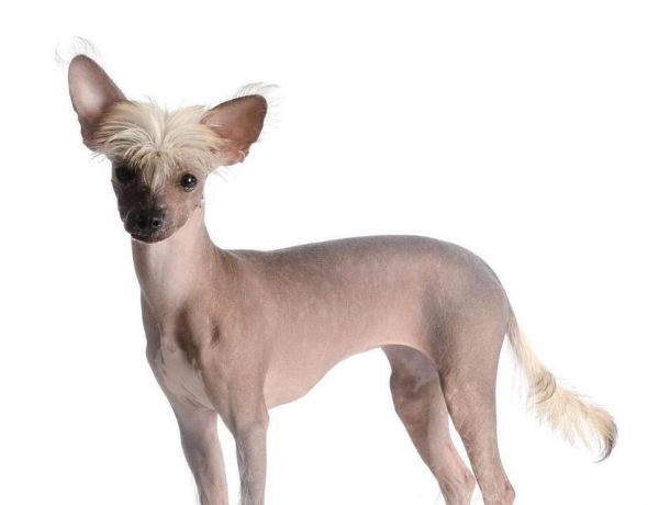 如何科学搭配中国冠毛犬幼犬的营养（全面解析中国冠毛犬幼犬的营养需求和搭配技巧）
