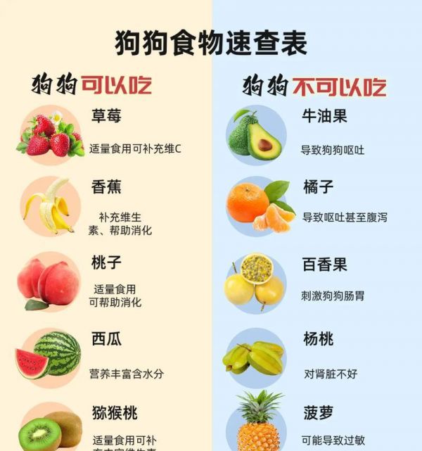 狗狗成长阶段的饮食指南（探索狗狗不同成长阶段所需的营养需求和食谱）