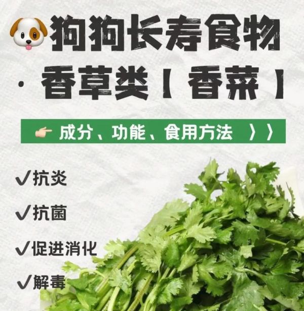 狗狗成长阶段的饮食指南（探索狗狗不同成长阶段所需的营养需求和食谱）