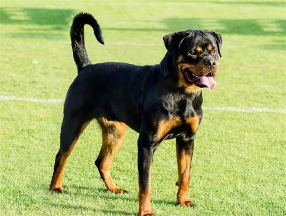 罗威纳犬自制狗粮 罗威纳犬食谱