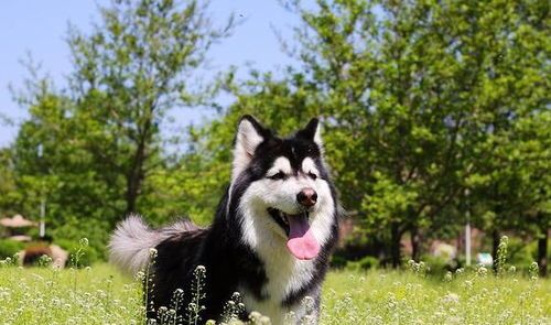 为成年阿拉斯加犬打造营养均衡饮食