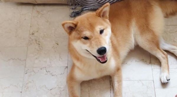 柴犬吃多少算饱腹不拉屎？如何调整柴犬的饮食习惯？