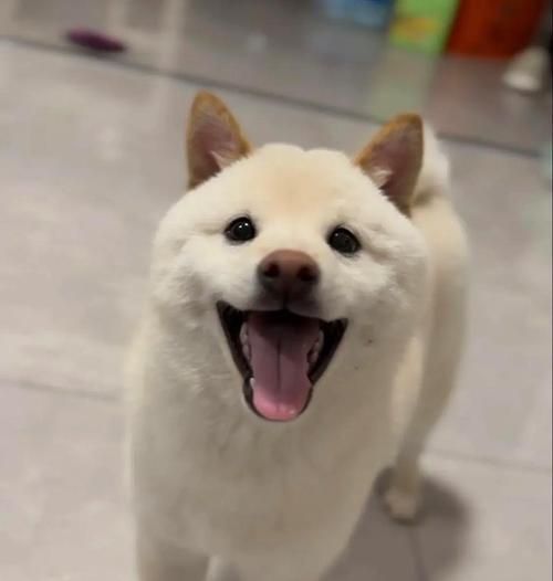 柴犬吃多少算饱腹不拉屎？如何调整柴犬的饮食习惯？