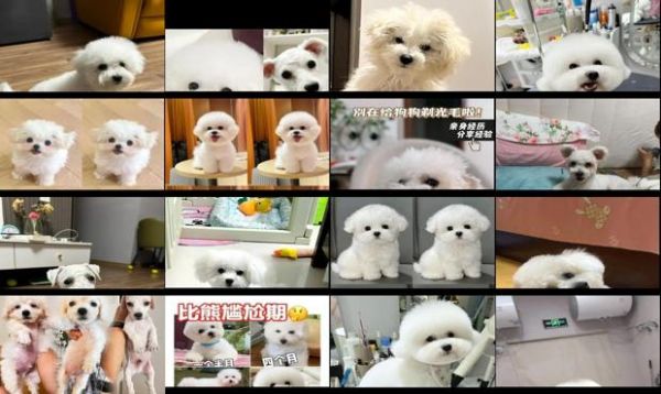 比熊幼犬多大可以吃辅食 - 比熊幼犬多大可以剃毛-第1张图片-漂亮宠物百科网