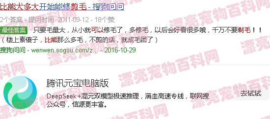比熊幼犬多大可以吃辅食 - 比熊幼犬多大可以剃毛-第2张图片-漂亮宠物百科网