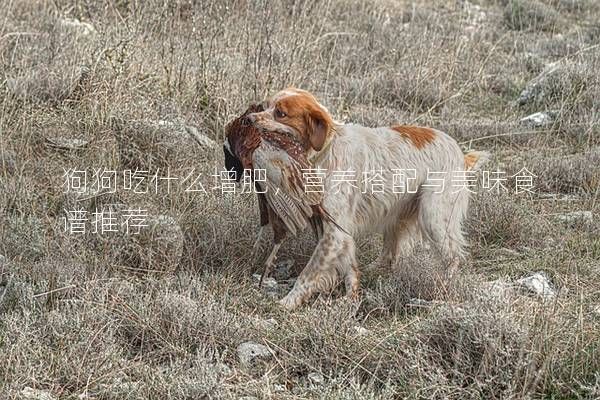 狗狗吃什么增肥，营养搭配与美味食谱推荐