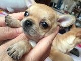 重庆柯基犬多少钱一只 哪里有卖柯基犬