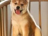 杜宾犬多少钱一只 高品种狗狗 可视频看宠