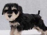重庆附近犬舍 出售马犬 幼犬出售 上门挑选 健康保障