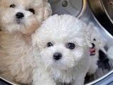 重庆哪里有狗狗幼犬出售 上门挑选 健康保障