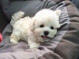 重庆马犬多少钱一只 哪里有卖马犬