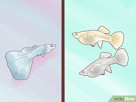 Step 1 选择你要繁殖的鱼。