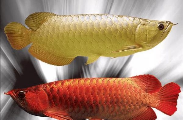 红龙鱼——迷人多彩的水族宠物（探索红龙鱼的独特之处与养殖技巧）