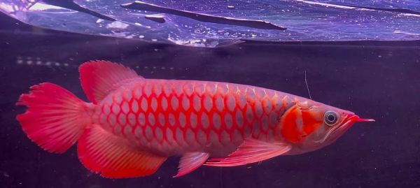 红龙鱼——迷人多彩的水族宠物（探索红龙鱼的独特之处与养殖技巧）