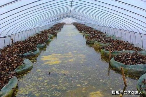 热带鱼养殖攻略，大棚养殖技巧分享！