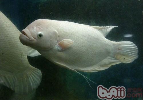 浅析热带<a href=/zhonglei/fish/ target=_blank class=infotextkey>鱼</a>繁育的基本条件