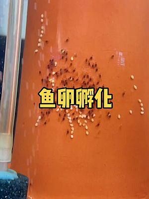 七彩神仙鱼鱼卵孵化简版 点赞超200发布记录版 #观赏鱼 #七彩那些事 #热带鱼 #七彩神仙鱼繁殖 