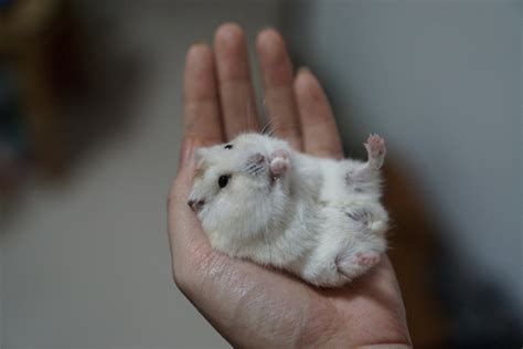 什么快递可以寄仓鼠