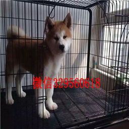 长春专业犬舍，宠物健康成长乐园