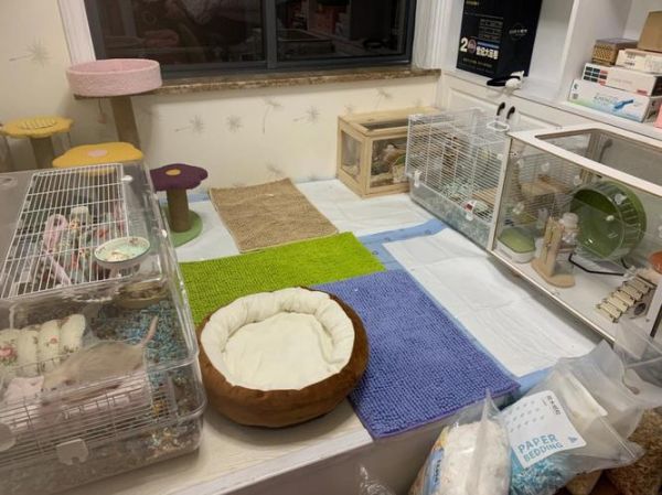 仓鼠寄养广州-仓鼠宠物寄养
