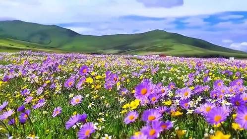 红原俄么塘8万亩花海盛景，鲜花雪山同框的云端秘境