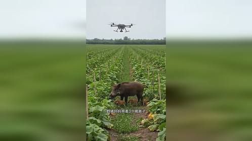 偷吃粮食的野猪妈妈，今天又被无人机带走了，留下了三个猪崽子