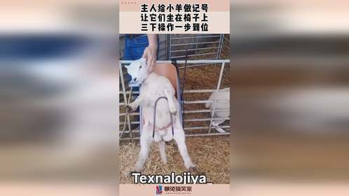 主人给小羊做记号，让它们坐在椅子上，三下操作一步到位！