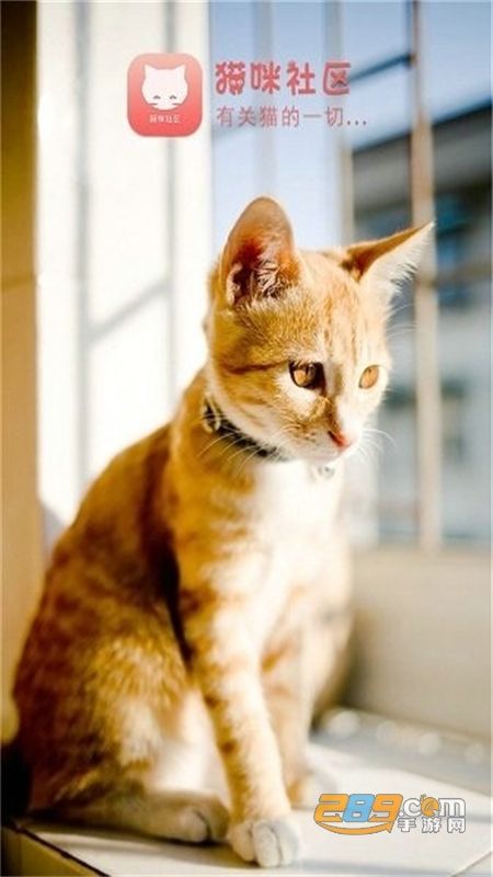 新版猫社区app官方手机版
