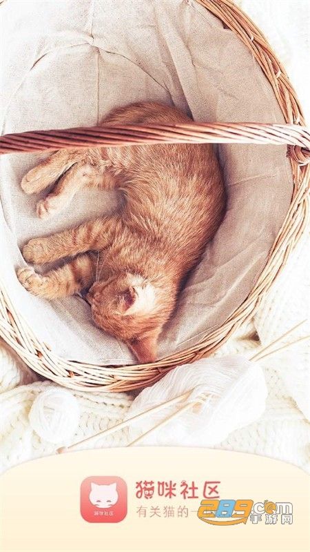 新版猫社区app官方手机版