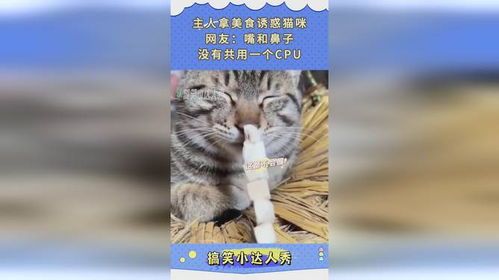 如何制作猫咪专属美食，分享给其他宠物主人看呢？