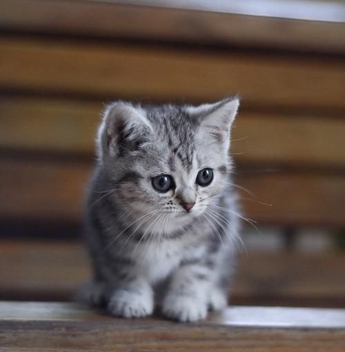 “宠物猫冻干制作方法，简单易学！”