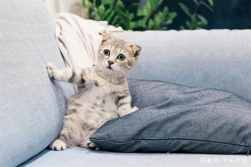 宠物美食：猫咪妙鲜包制作指南