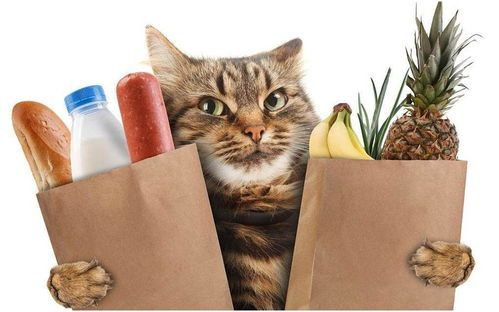 猫咪健康美食制作指南