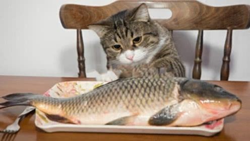 为猫咪打造营养小鱼美食
