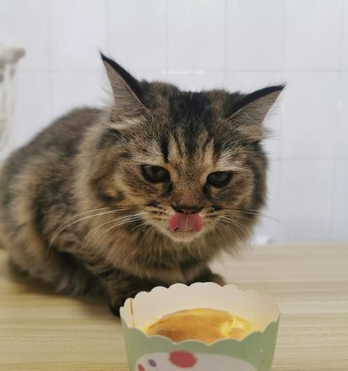 宠物猫蛋糕的制作（以猫咪为主题）