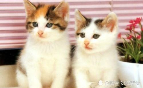 猫咪美食博主,你知道他们如何烹饪猫咪美食吗?