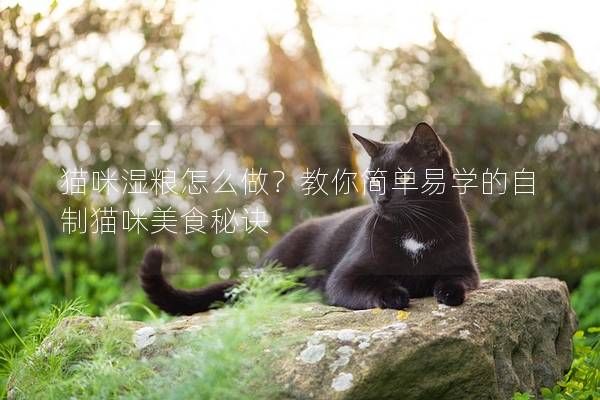 猫咪湿粮怎么做？教你简单易学的自制猫咪美食秘诀