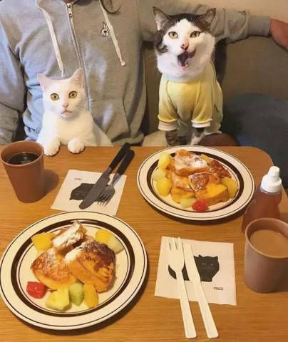 打造个性化猫咪美食自助站