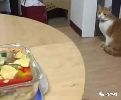 打造个性化猫咪美食自助站