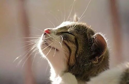 猫咪冻干秘制,宠物美食轻松做!
