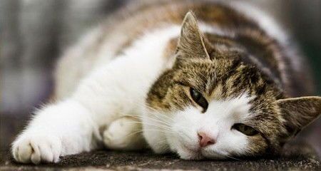 猫咪冻干秘制,宠物美食轻松做!