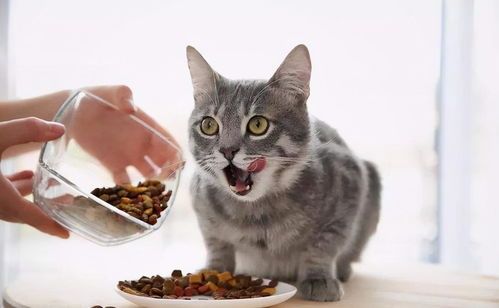 宠物美食:猫咪健康美味指南