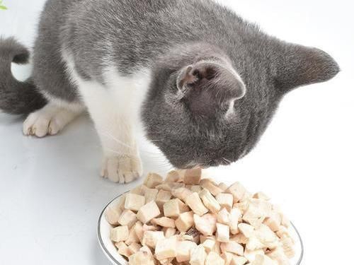 猫咪自制美食汤,食材怎么搭配更营养?