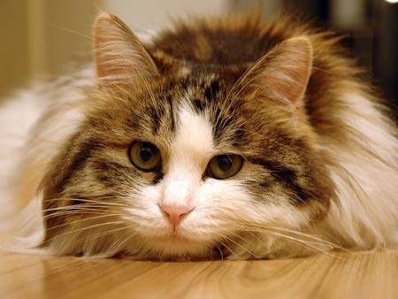 在家自制猫咪美食,食材怎么挑选?