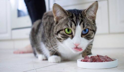猫咪的美食有哪些?喵星人的味蕾盛宴都有哪些美味?