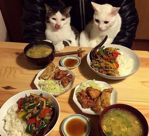 将猫咪食材融入佳肴,如何烹饪出美味佳肴?