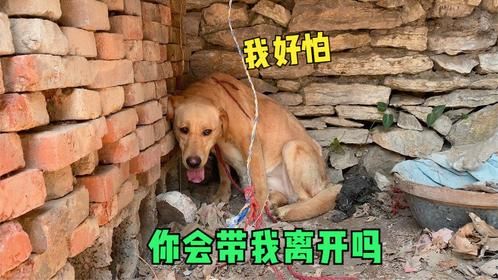 狗狗打碎3000元茅台酒，气得主人打断后腿！经过45天治愈终于康复
