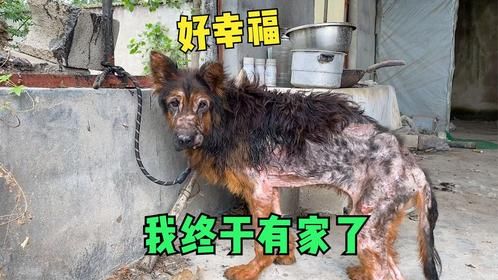 流浪狗淋着暴雨昏倒在路边，瘦弱得只剩皮包骨！获救后变化太感人